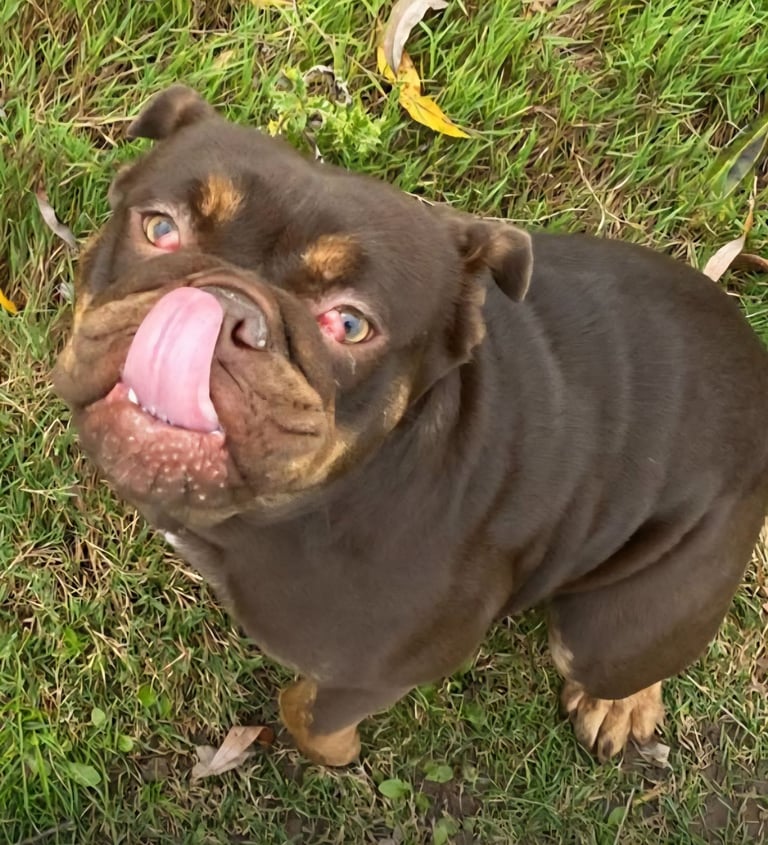 English bulldog