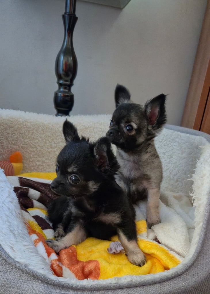 Chihuahua Puppies for sale