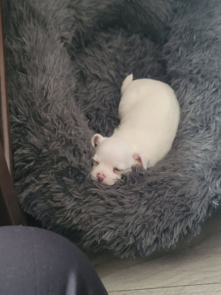 10 week old white chihuahua