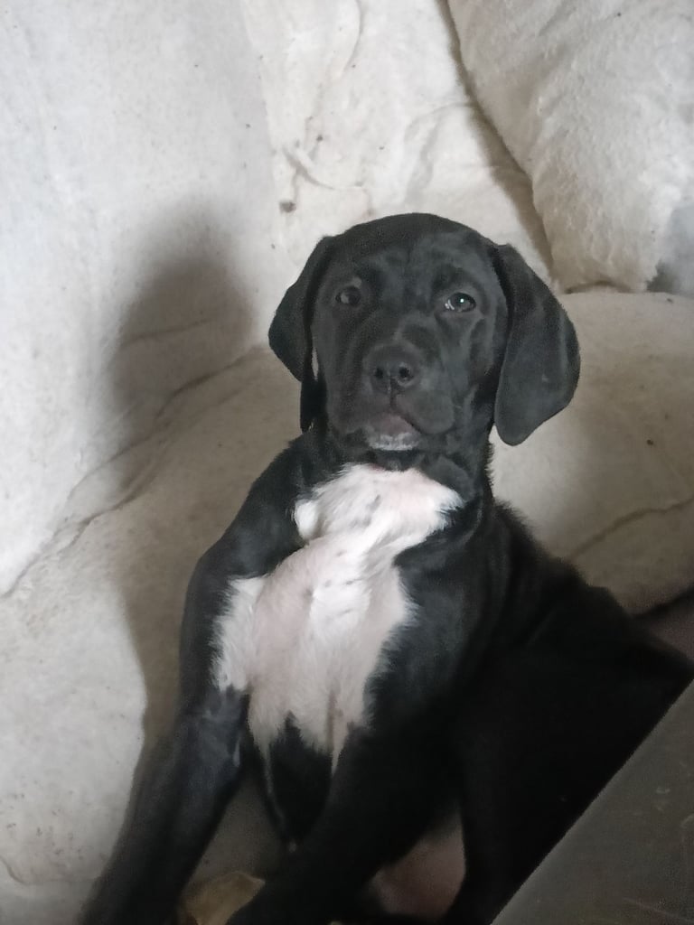 Mixed breed puppies for sale