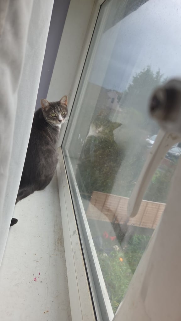 2 brothers looking for a new home