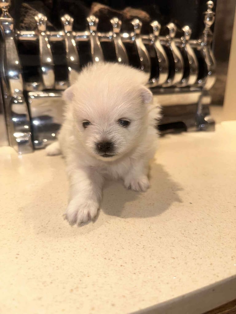 Champion blood line pomeranians 