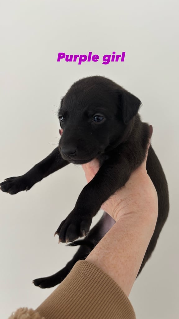Pharaoh hound x whippet puppies 