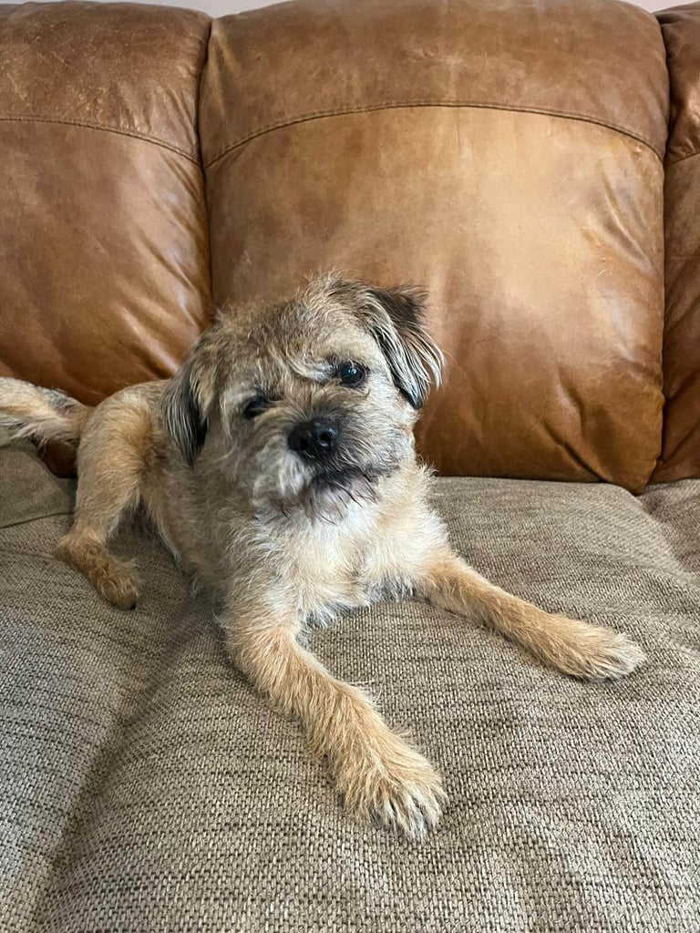 1 Male Puppy Poodle xx Boarder Terrier