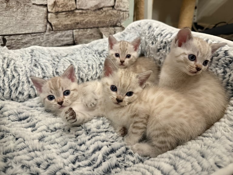 image for SNOW LEOPARD - SNOW BENGAL KITTENS - Ready to go this week