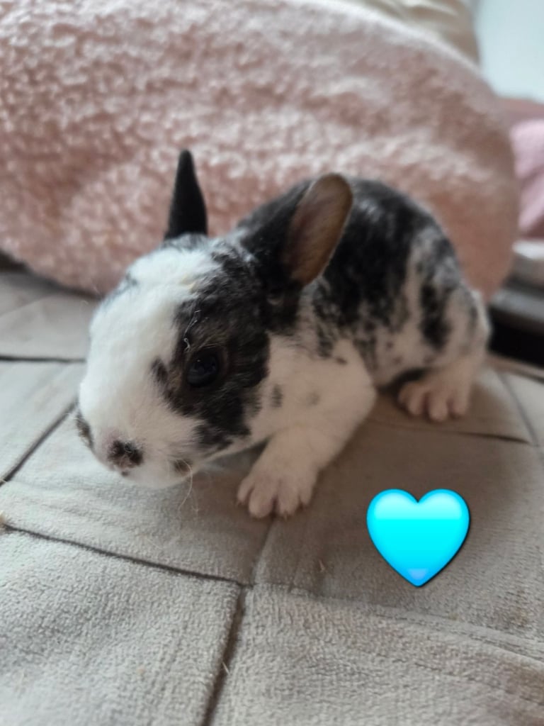 🐰 Beautiful mini rex babies 🐰