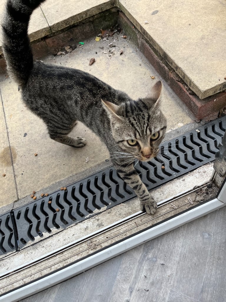image for Cat for rehousing 