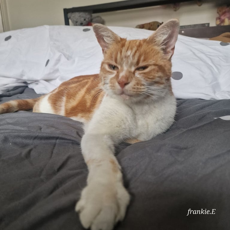 Well loved ginger needs rehoming