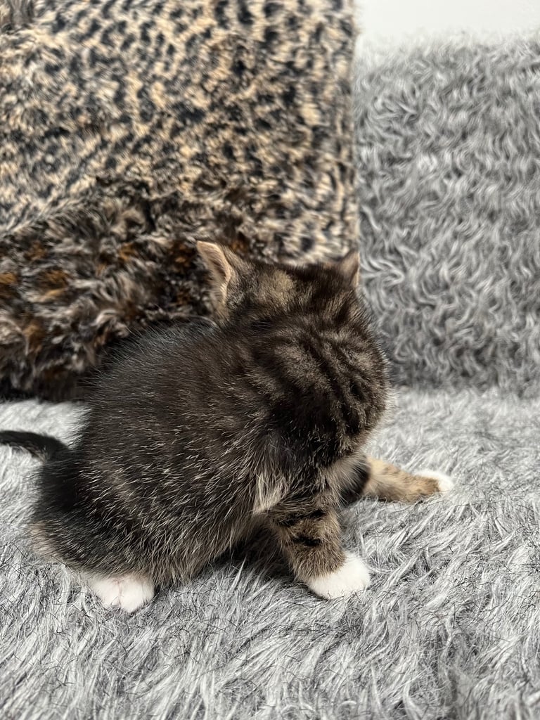 5 tabby kittens for sale 