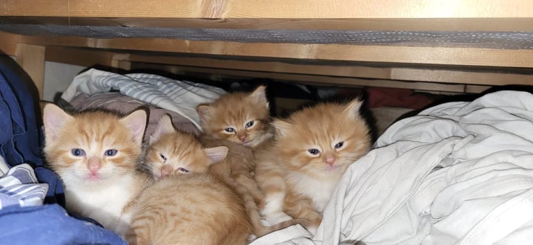 Ginger Kittens – Ready Mid-October – £180 Each