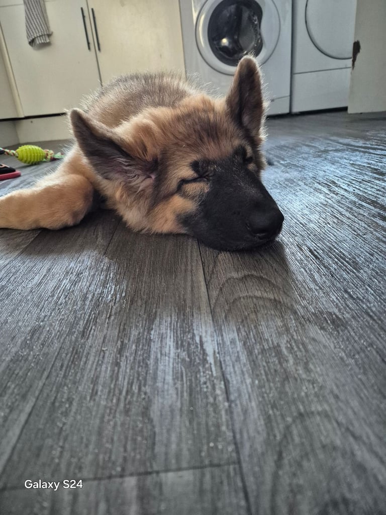 German Shepherd
