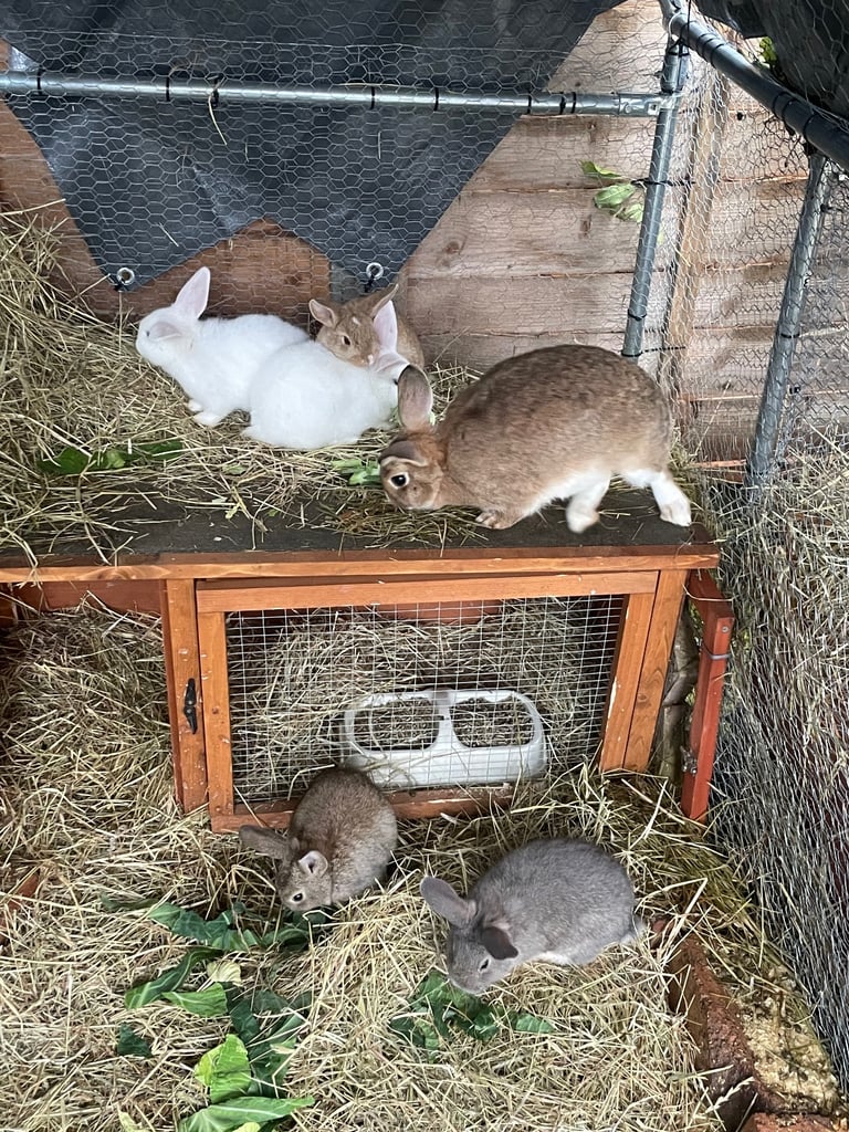 Mix breed baby rabbits & mama 