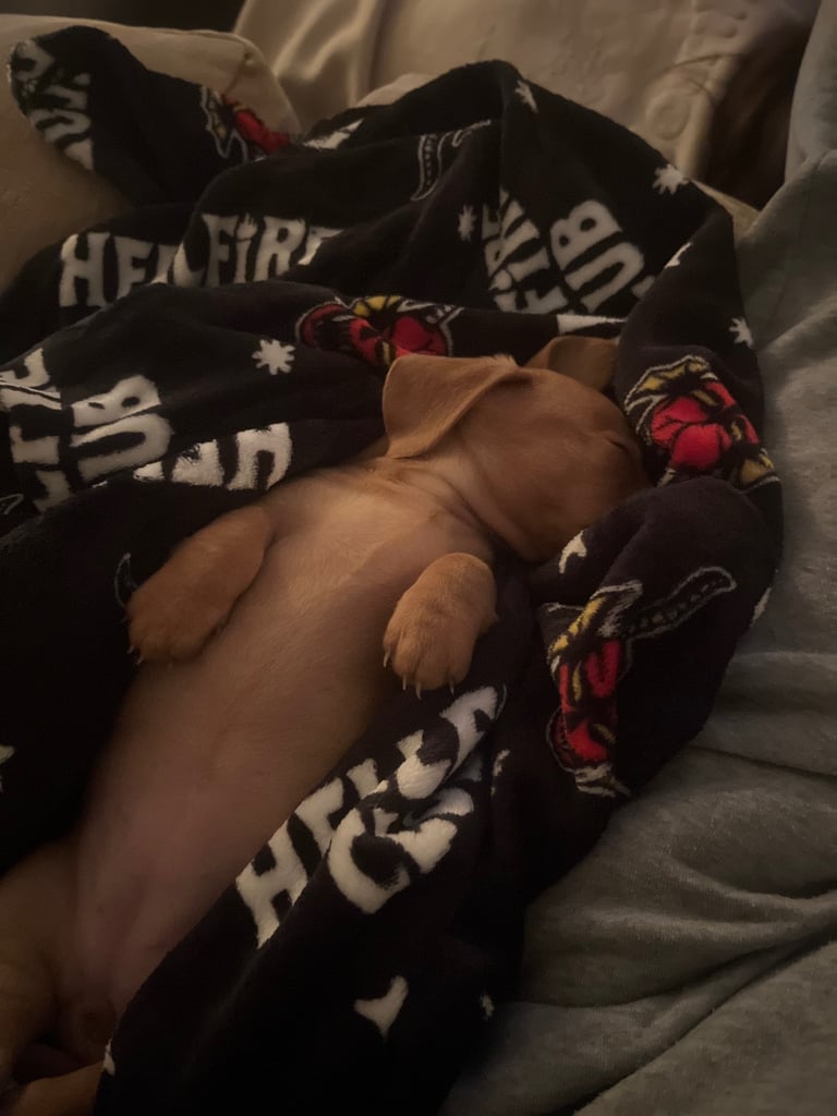 Mini dachshund puppies