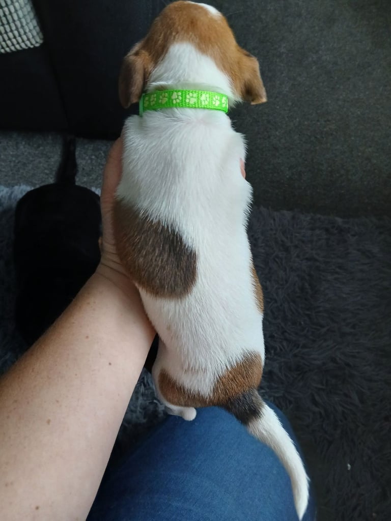 Jack russell 