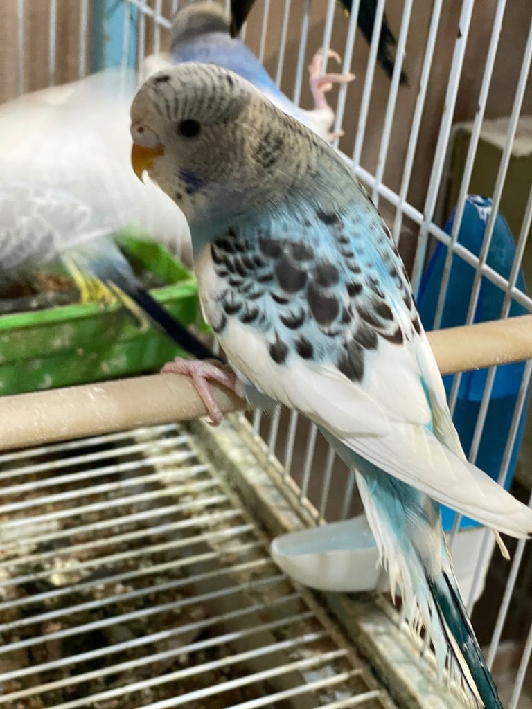 Budgies BW/Split BW