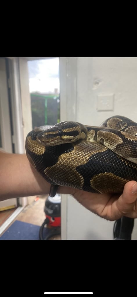 image for King Ball python snake with tank