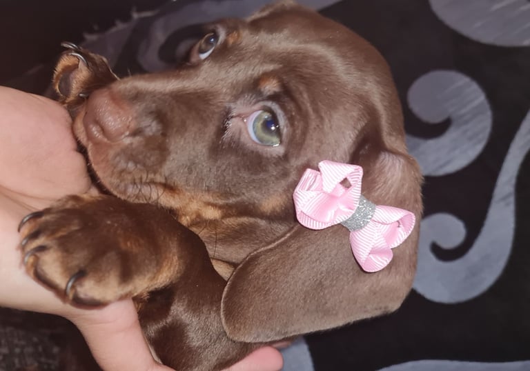 ❤️Beautiful daschunds girl ❤️