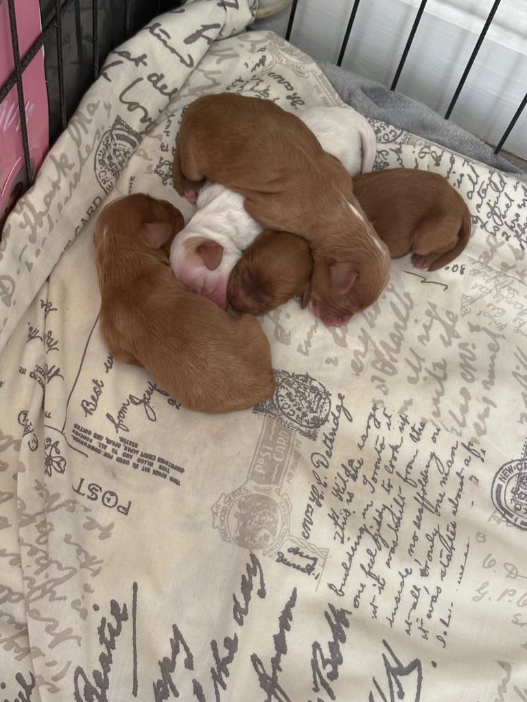 Cavapoo puppy’s 