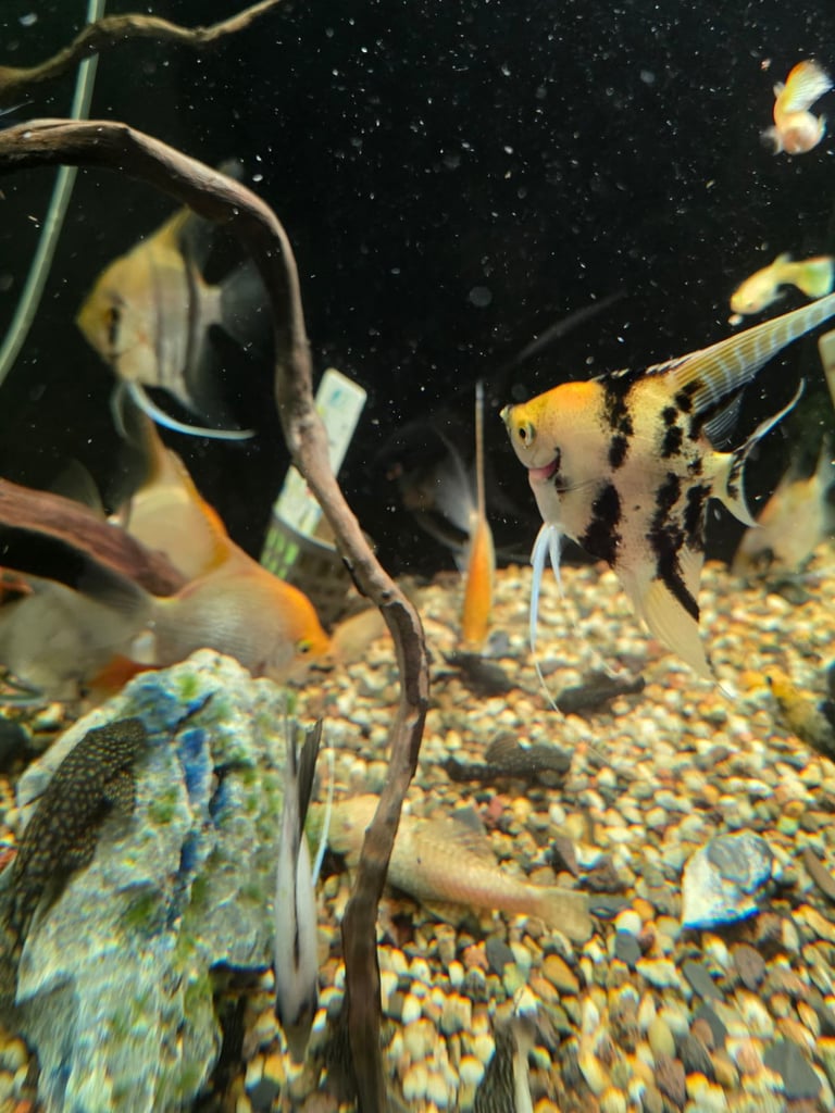 image for Tropical fish 8ft tank amd stand