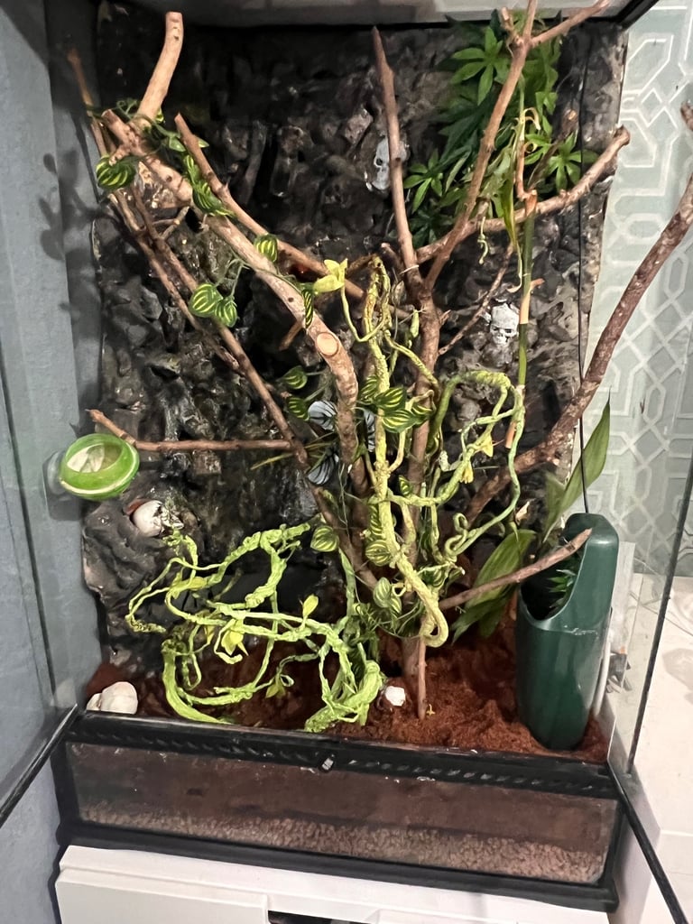 Exo Terra Glass Reptile Terrarium