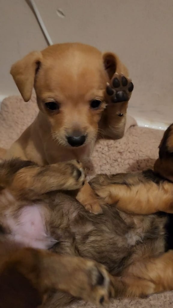 image for Beautiful jackchi pups