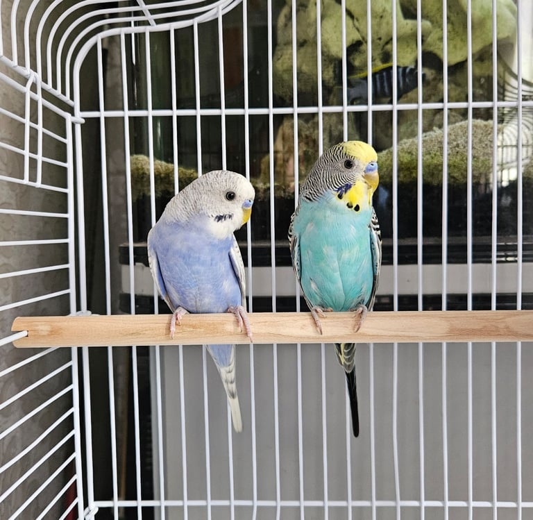 2 male budgies for sale