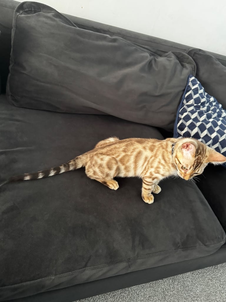 Stunning Snow Sepia Pedigree Bengal Kitten – Male – Ready Now 