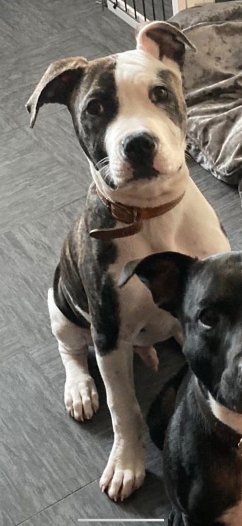 American bulldog 