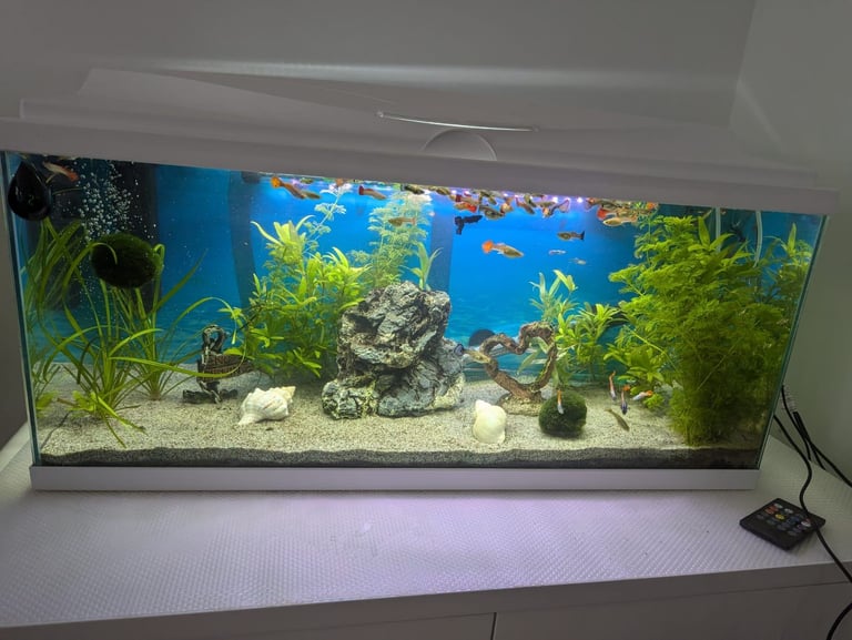 Fish tank 70 liters with accessories 