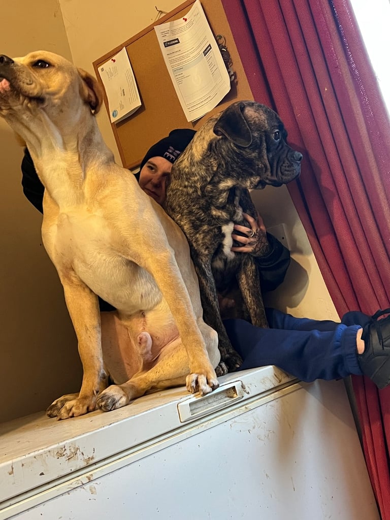2x bull mastiff mix