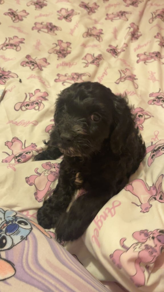 9 week old sproodle 
