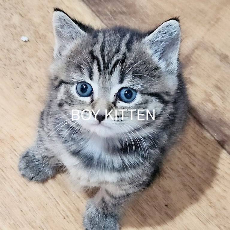  Siberians  long haired kittens 😸  2 GIRLS 1 BOY 