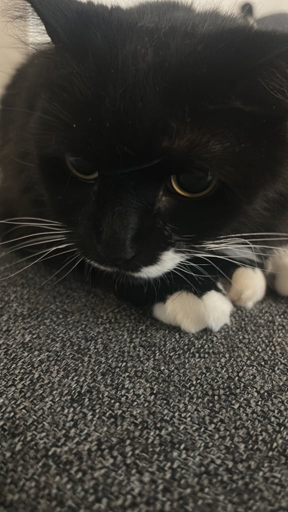 image for Home needed for lovely older cat 