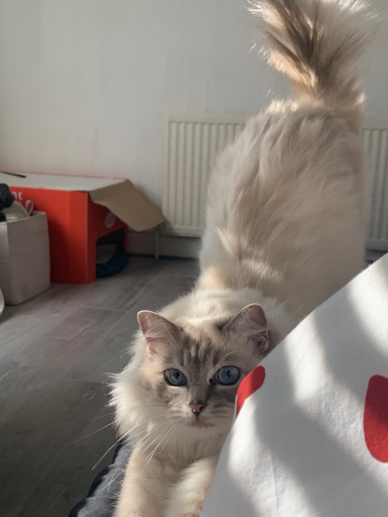Pure Ragdoll kittens ready now!!