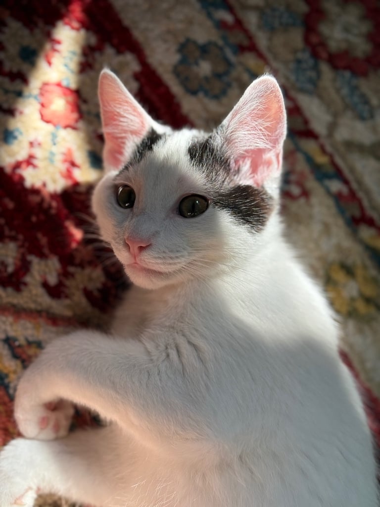 Kitten 