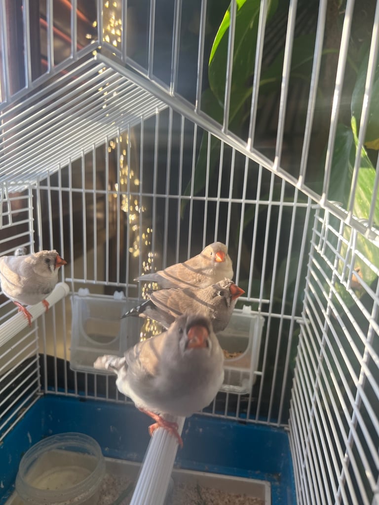 image for Zebra finch