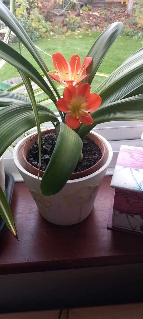 Clivia pot plant