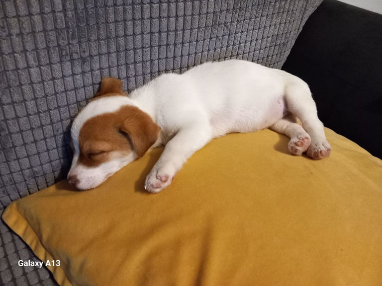 Jack russel cross
