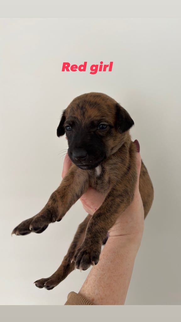 Pharaoh hound x whippet puppies 