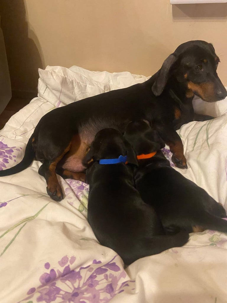 Miniture Dachshund Puppies