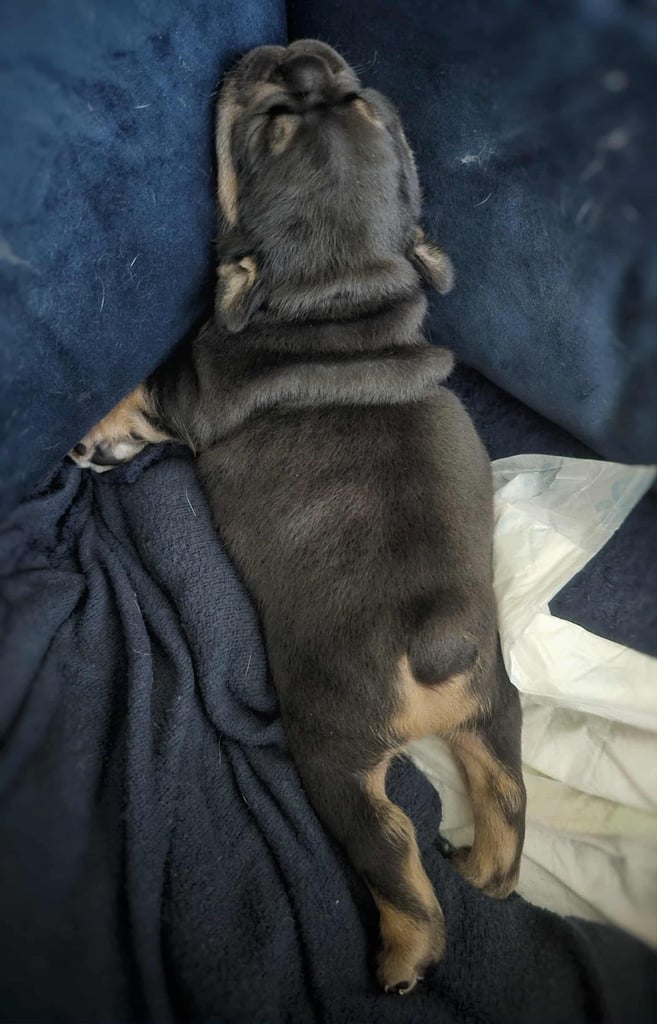 Generational Health tested French Bulldog Puppies (Only one boy and One Girl Left)