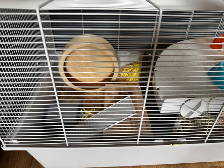 Complete Syrian Hamster Set 