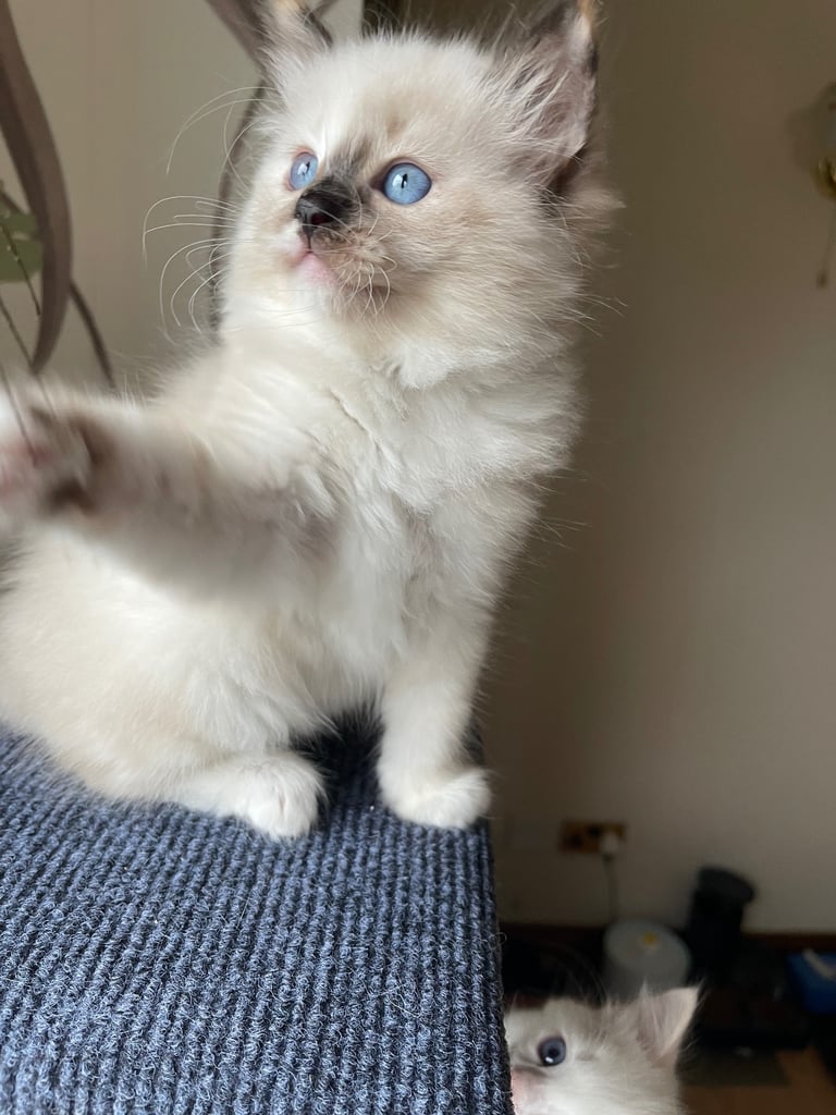 Ragdoll Kittens pedigree purebred 