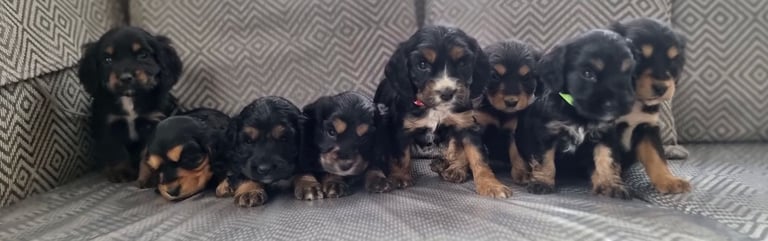 image for Show type  cocker spaniels pups