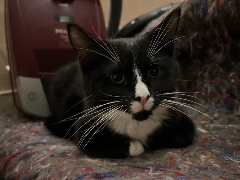 2 x Young Cats for Sale