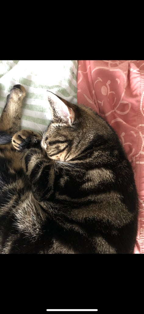 Female 16 month old cat