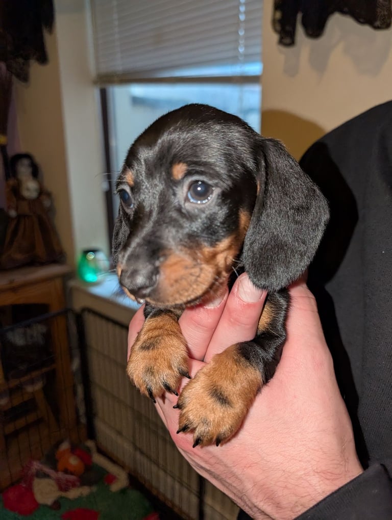 4 Dachshund pups