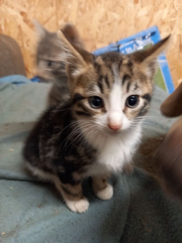 Kitten's for sale 