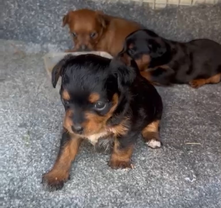 Miniature Asian toy Jackapoo puppys