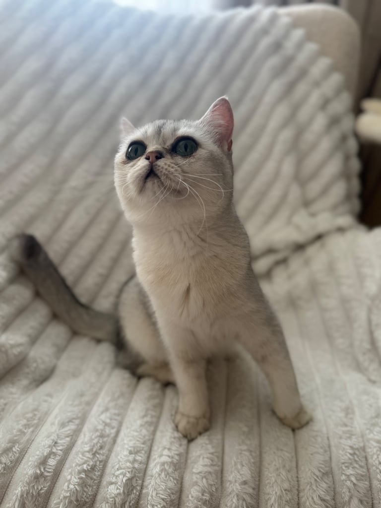 image for British shorthair chinchilla 